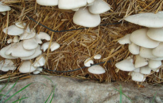 Mushroom spawns