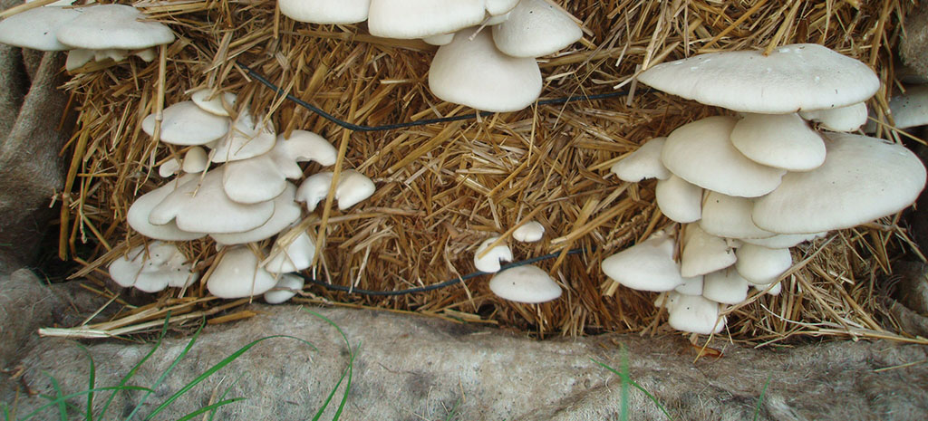 Mushroom spawns