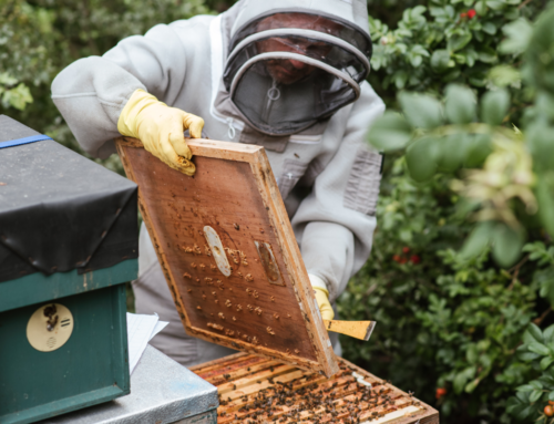 Honey Production